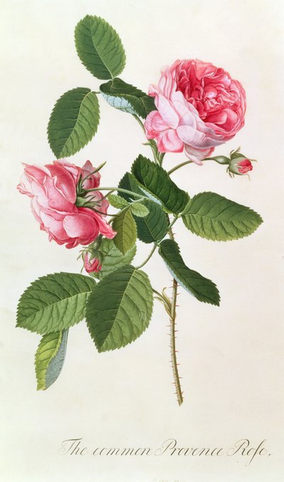 A Provence comum Rose de Georg Dionysius Ehret